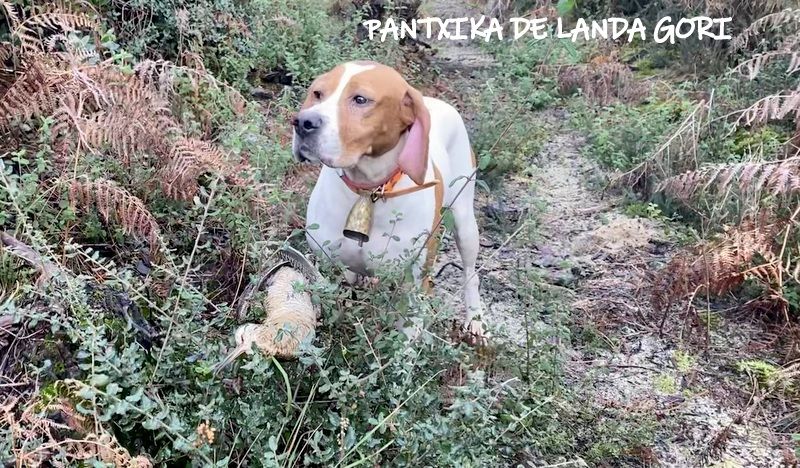 de landa gori - PANTXIKA DE LANDA GORI :Chasse la bécasse HAUTES LANDES !