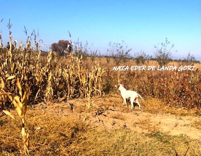 de landa gori - NAIA EDER DE LANDA GORI ; Entraînement en SERBIE !