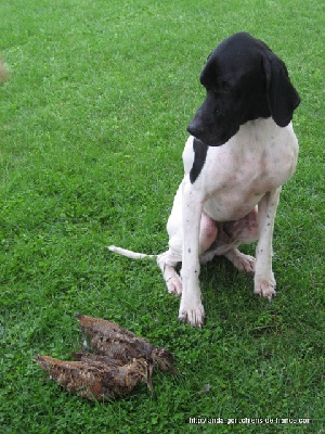 de landa gori - GUN DE LANDA GORI....Chasse bécasses !!