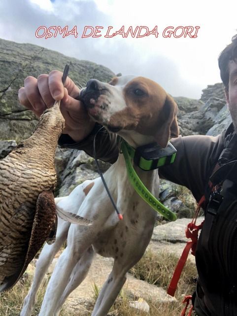 de landa gori - OSMA DE LANDA GORI :Chasse BECASSE ALPES SUD !