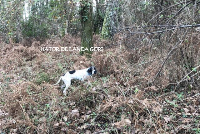 de landa gori - HATOR DE LANDA GORI :Chasse la bécasse SUD LANDES !