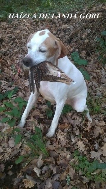 de landa gori - HAÏZEA DE LANDA GORI :Chasse bécasse !PERIGORD