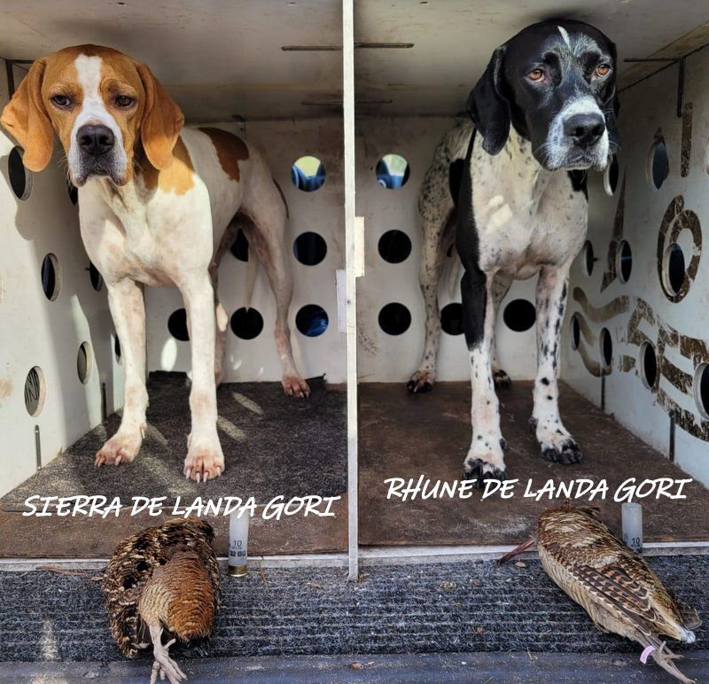 de landa gori - SIERRA et RHUNE DE LANDA GORI ;Chasse la bécasse LANDES !