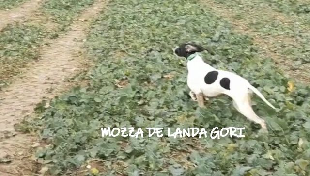 de landa gori - MOZZA DE LANDA GORI ;Entraînement perdreaux gris :NORD !