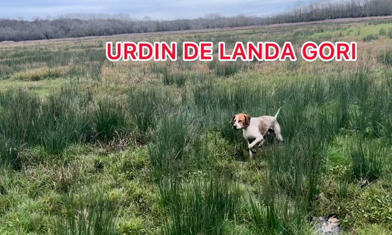 de landa gori - URDIN DE LANDA GORI/Entraînement/Bécassine