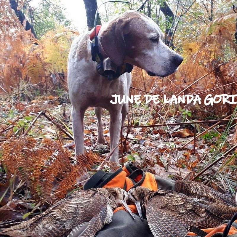 de landa gori - JUNES DE LANDA GORI Chasse la becasse CHARENTE MARITIME