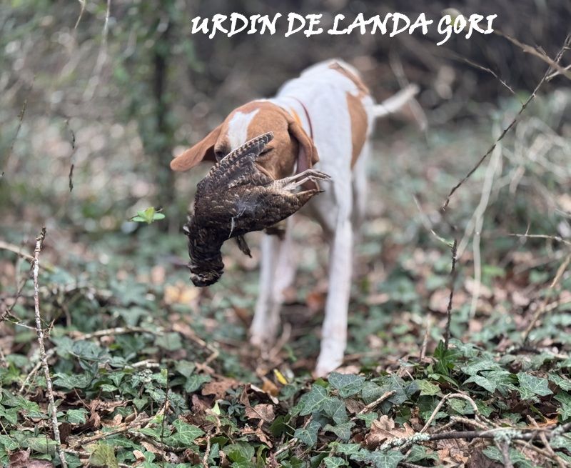 de landa gori - URDIN DE LANDA GORI/Chasse la bécasse 