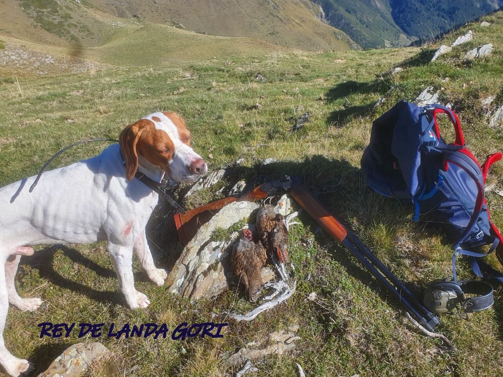 de landa gori - REY DE LANDA GORI ; Chasse perdreaux montagnes Pyreneenes !