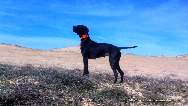 de landa gori - GUTXI DE LANDA GORI....Training !!