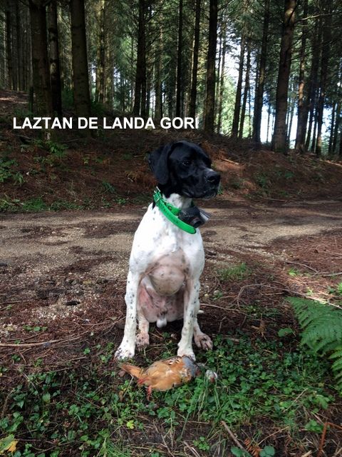 de landa gori - LAZTAN DE LANDA GORI...Chasse bécasses !!!