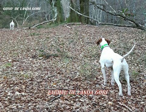 de landa gori - GOXO et LARRAU DE LANDA GORI ; Chasse à la bécasse !!!