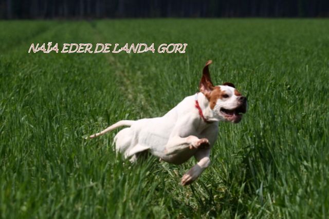 de landa gori - NAÏA EDER DE LANDA GORI :Entraînement perdrix !