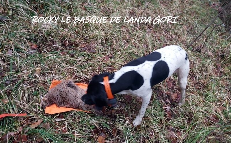 de landa gori - ROCKY LE BASQUE DE LANDA GORI 7 mois: Chasse bécasse ALPES !