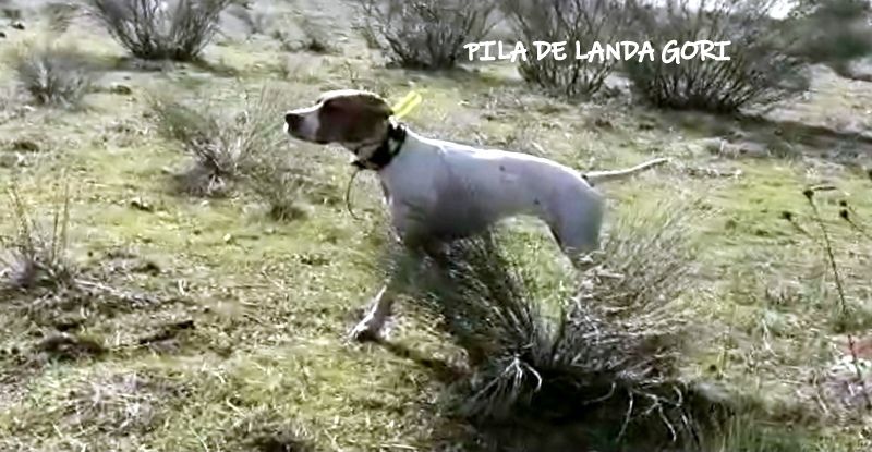 de landa gori - PILA DE LANDA GORI entraînement TOLEDO !