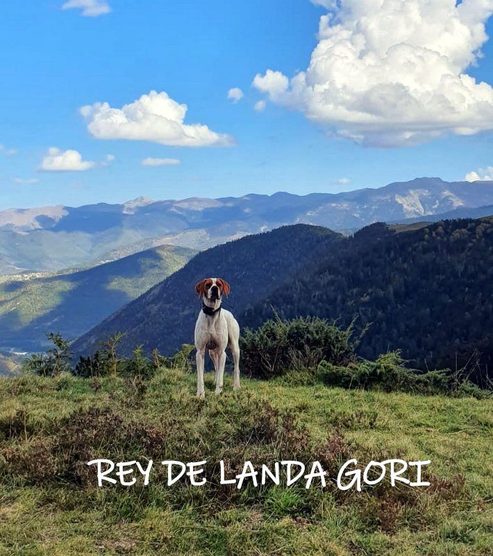 de landa gori - REY DE LANDA GORI ; Chasse HAUTES PYREES !