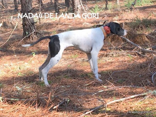 de landa gori - NADAù DE LANDA GORI 6 mois. CHASSE !!