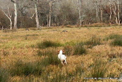 de landa gori - BOGA DE LANDA GORI...........Marais