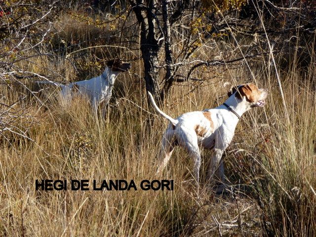 de landa gori - HEGI DE LANDA GORI :Chasse en montagne !!