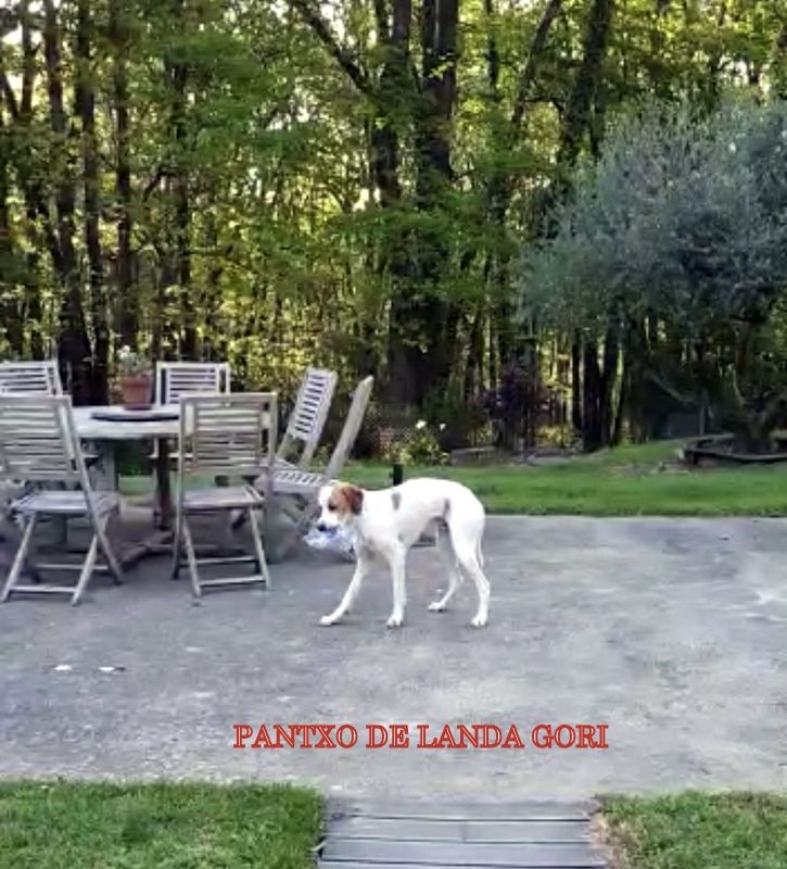 de landa gori - PANTXO DE LANDA GORI : Confinement !..