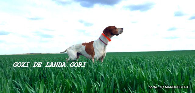 de landa gori - GOXI DE LANDA GORI...1er EXCELLENT en couple Ourville en Caux