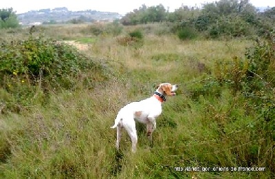 de landa gori - HAÏZEA DE LANDA GORI ..Chasse perdreaux !!