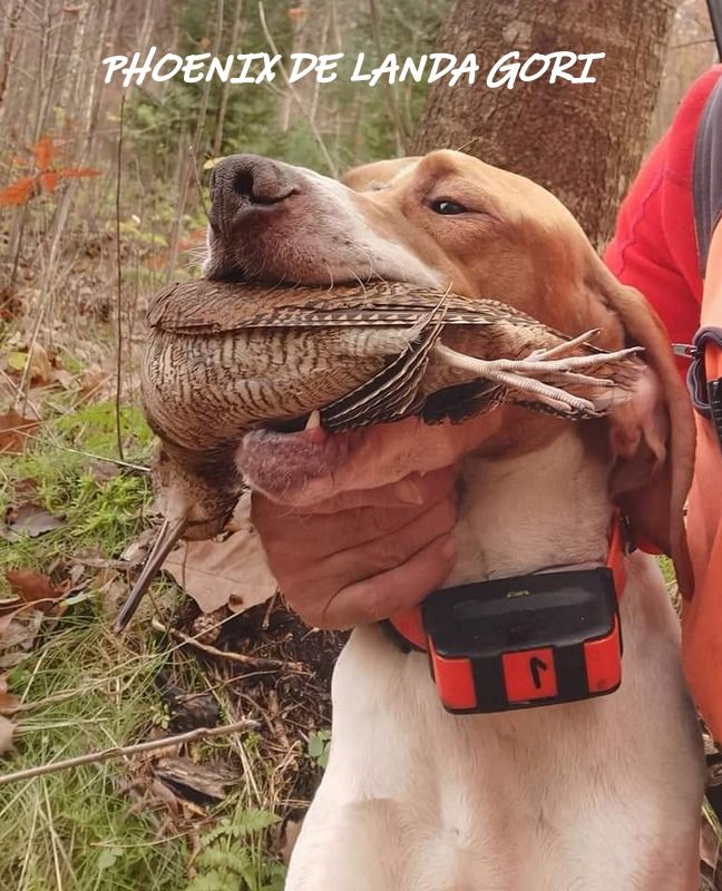 de landa gori - PHOENIX DE LANDA GORI :Chasse la bécasse en LITUANIE !