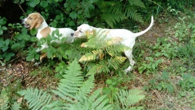 de landa gori - O ...De LANDA GORI en Bretagne !