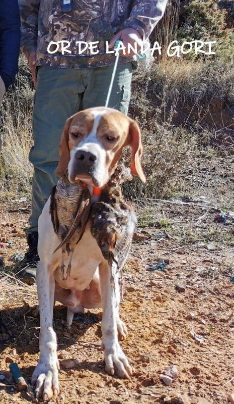 de landa gori - OR DE LANDA GORI Chasse la bécasse montagne LIBAN !