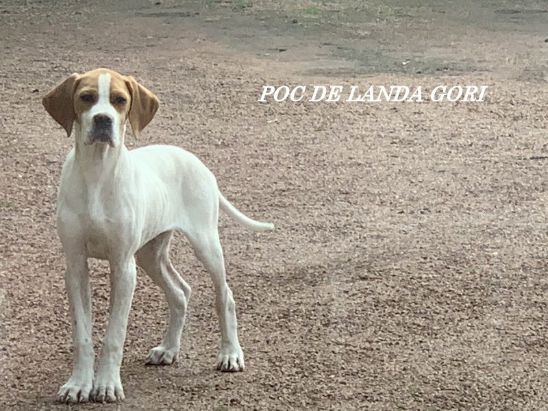 de landa gori - POC DE LANDA GORI 4 mois !