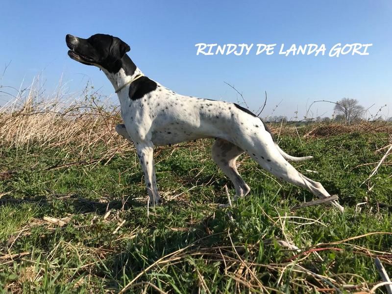 de landa gori - RINDJY DE LANDA GORI .HOLLANDE ;Entraînement printemps !