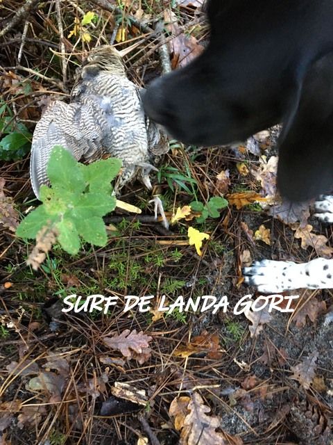 de landa gori - SURF DE LANDA GORI :Chasse bécasse LANDES !