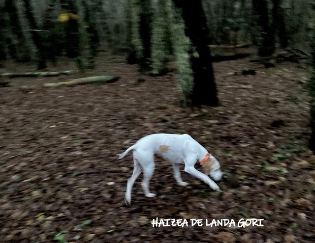 de landa gori - HAIZEA DE LANDA GORI :Chasse la bécasse CANTAL !