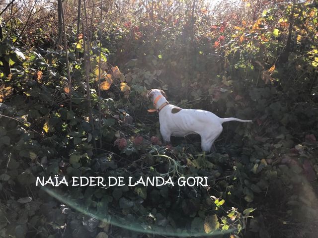 de landa gori - NAÏA EDER DE LANDA GORI :Chasse la bécasse dans le PAS DE CALAIS !