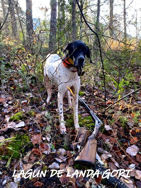 de landa gori - LAGUN DE LANDA GORI :Chasse bécasse ALPES HAUTE PROVENCE !