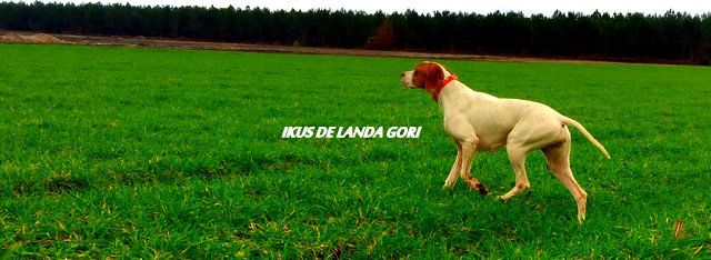 de landa gori - IKUS DE LANDA GORI...Training printemps !!!