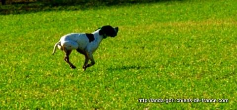 de landa gori - HAKA DE LANDA GORI...Training !!