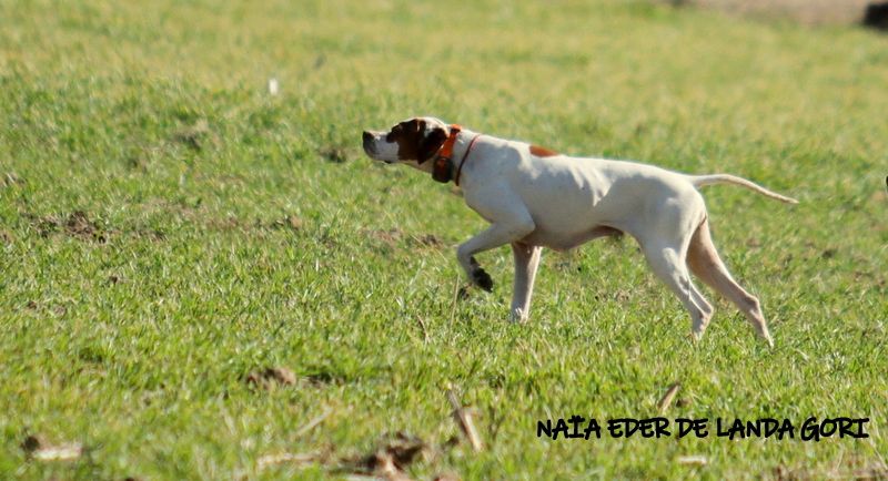 de landa gori - NAIA EDER DE LANDA GORI;Excellent qête de chasse couple Serbie