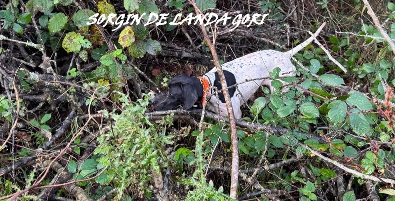 de landa gori - SORGIN DE LANDA GORI/Chasse la bécasse