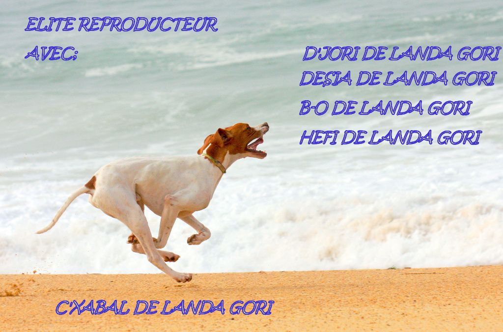 de landa gori - C'XABAL DE LANDA GORI ;GRAND CHAMPION ,GRAND REPRODUCTEUR !