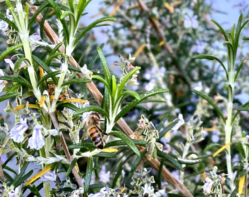 de landa gori - Tant qu'il y a des abeilles ...Il y a de la vie !..