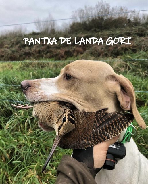 de landa gori - PANTXA DE LANDA GORI ;Chasse la bécasse montagne PYRENNEES !