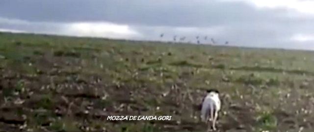 de landa gori - MOZZA DE LANDA GORI ; Entraînement perdreaux gris NORD !