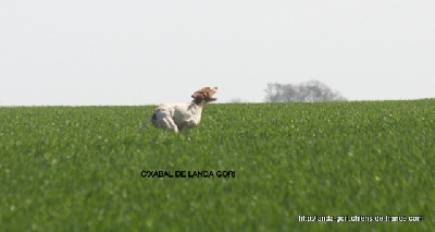 de landa gori - C'XABAL DE LANDA GORI printemps 2011