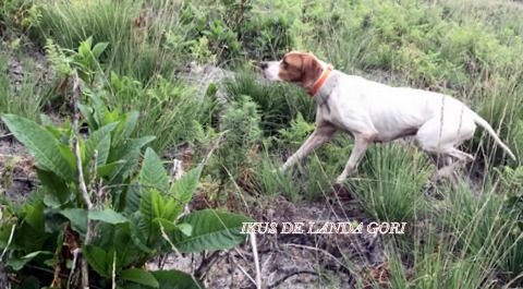 de landa gori - IKUS DE LANDA GORI..Training codorniz !!!