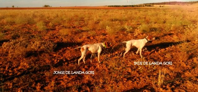 de landa gori - IKUS et JONGI DE LANDA GORI...Ouverture de la caille en Espagne !