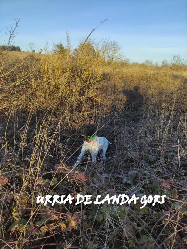 de landa gori - URRIA DE LANDA GORI :Début Chasse Bécasse AVEYRON