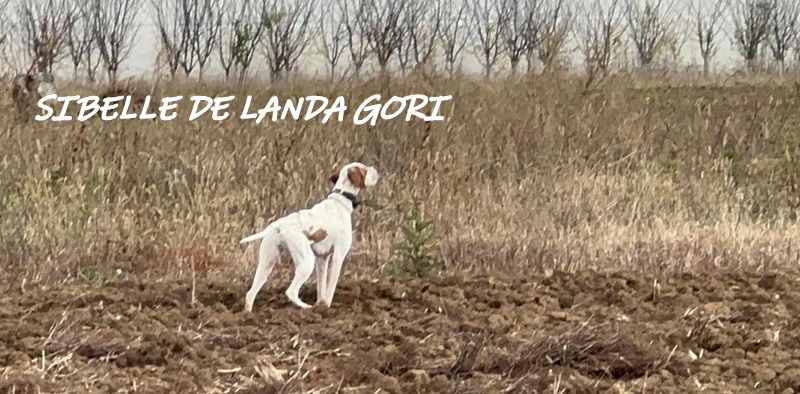 de landa gori - SIBELLE DE LANDA GORI :Entrainement perdreaux SERBIE !