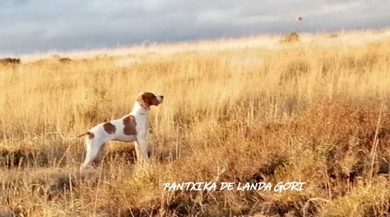 de landa gori - PANTXIKA DE LANDA GORI : Chasse Entraînement Espagne !