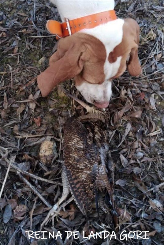 de landa gori - REINA DE LANDA GORI (5mois) 1er Bécasse: TARN 