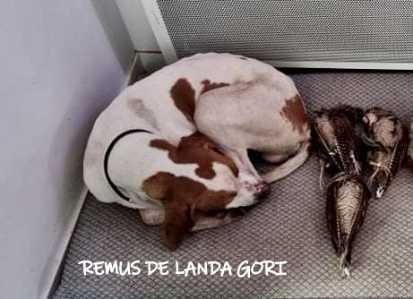 de landa gori - REMUS DE LANDA GORI :Chasse becasses LANDES !